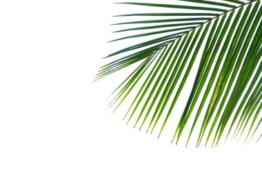 Beyaz arkaplanda izole edilmiş hindistan cevizi ağacı yaprakları, kırpma yolu dahil