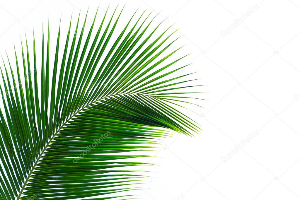 leaves of coconut tree isolated on white background, clipping path included