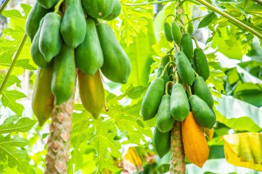 Tayland bahçesindeki Papaya ağacı