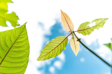 Mitragyna speciosa, mitragyna speciosa korth (kratom) bitkiden Tayland 'da 5. kategoriye kadar bir uyuşturucu