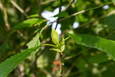 Mitragyna speciosa, mitragyna speciosa korth (kratom) bitkiden Tayland 'da 5. kategoriye kadar bir uyuşturucu