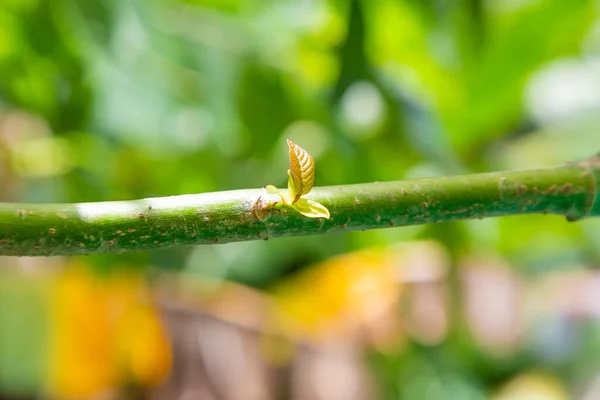 单胞菌 Mitragyna Speciosa 单胞菌 Mitragyna Speciosa Korth Kratom 是一种药物 从植物中转移到泰国的一种5类药物 — 图库照片