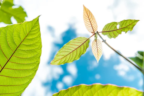 Mitragyna Speciosa Mitragyna Speciosa Korth Kratom Een Geneesmiddel Van Plant — Stockfoto