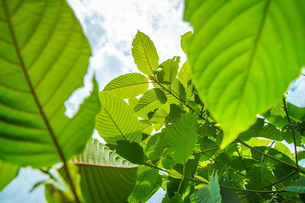 Mitragyna Speciosa Mitragyna Speciosa Korth Kratom Drug Plant Category Ththailand — стоковое фото