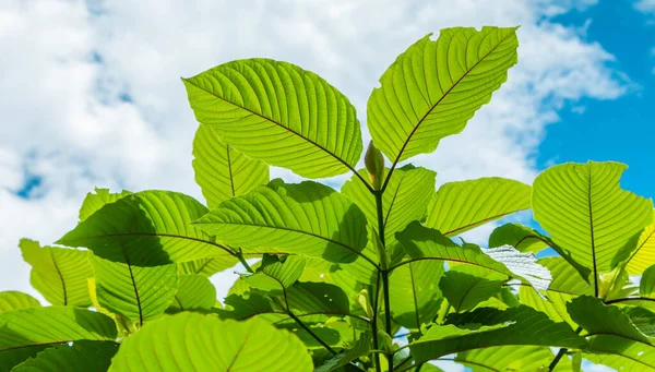 Mitragyna Speciosa Mitragyna Speciosa Korth Kratom Φάρμακο Από Φυτό Κατηγορία — Φωτογραφία Αρχείου