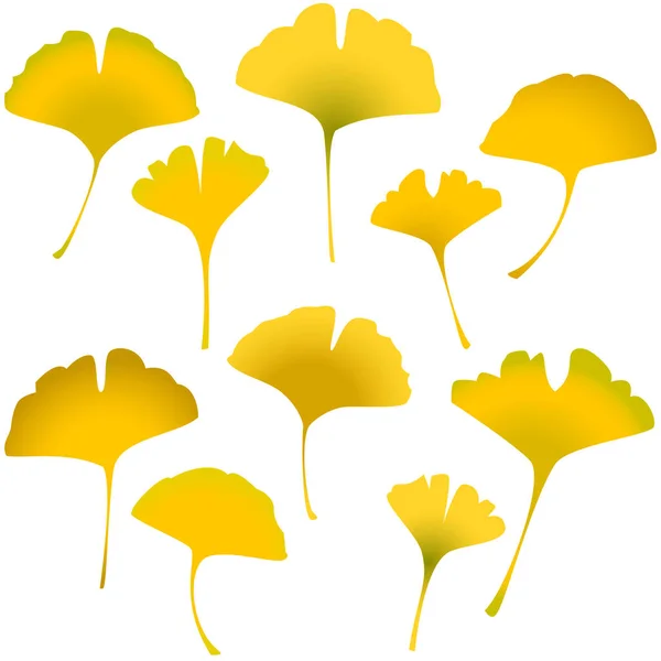 Sonbahar yaprakları sarı ginko. vektör illüstrasyonu. 