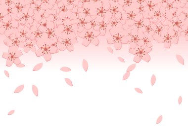 Sakura kiraz çiçeği çiçek yaprakları arka planda. vektör illüstrasyonu.