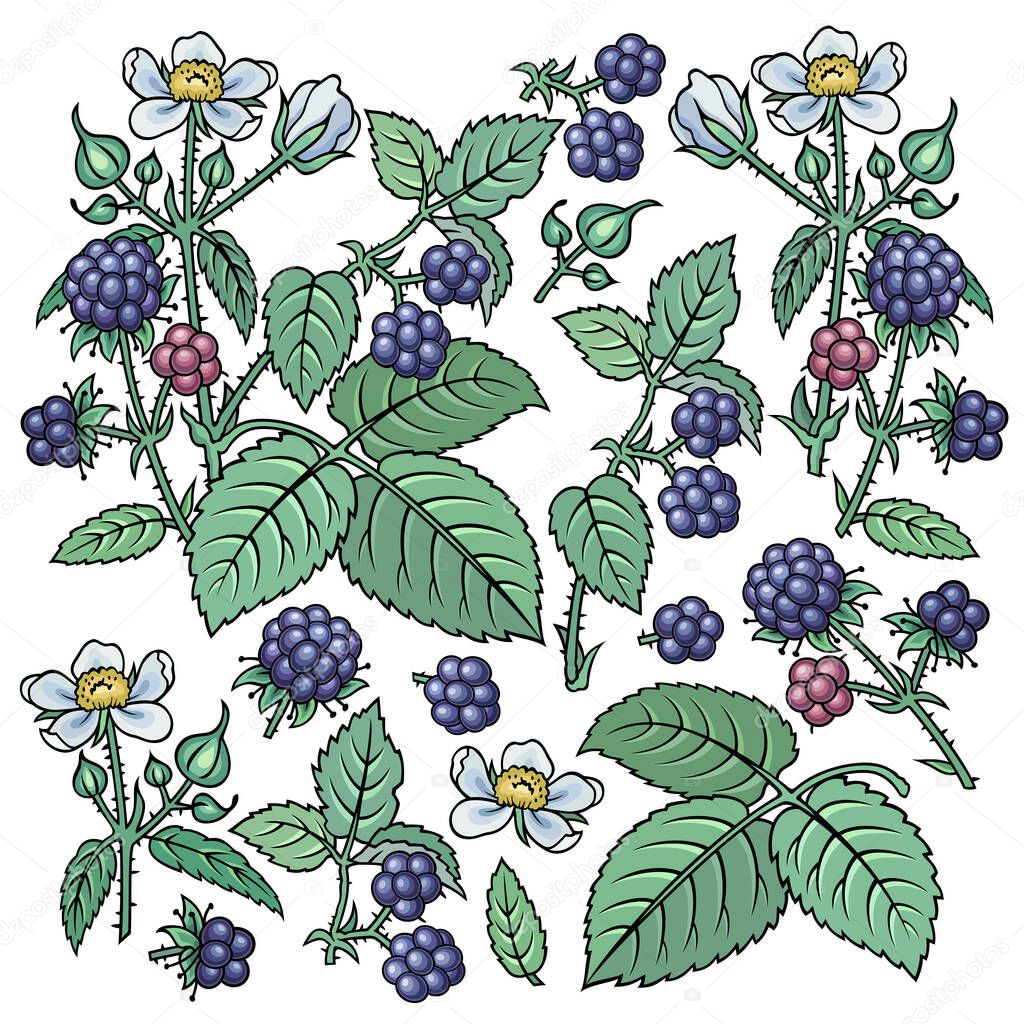 Hand drawn dewberry. Set of objects.
