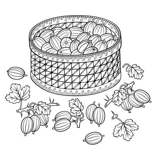 Gooseberry in basket. Cartoon vector illustration — Stock Vector