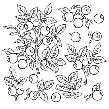 El yapımı yabanmersini. Nesneler kümesi