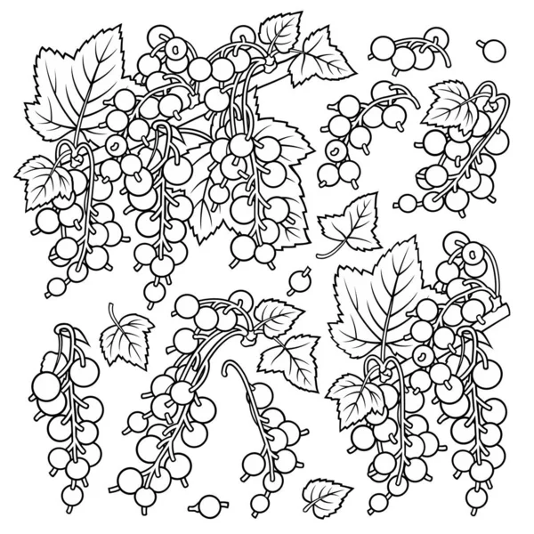 Groselha desenhada à mão. Conjunto de objetos . —  Vetores de Stock