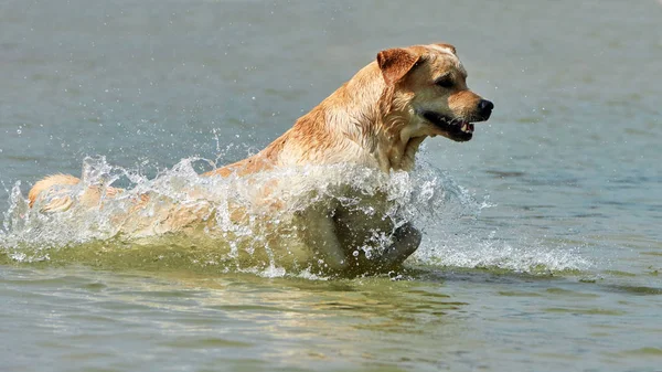 Yellow Labrador Runs Coast Summer Day — Stock Photo, Image