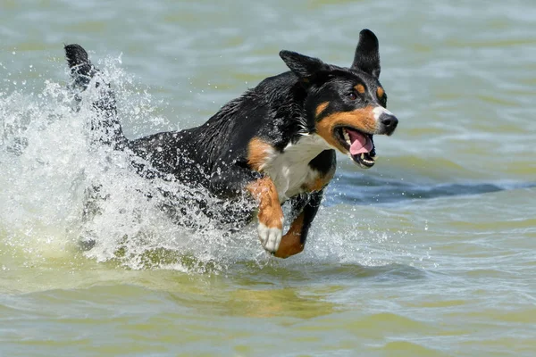 Bernese Mountain Dog Runs Coast Summer Day — Stock Photo, Image