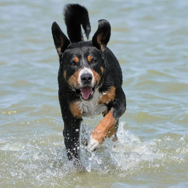 Bernese Mountain Dog Runs Coast Summer Day — Stock Photo, Image