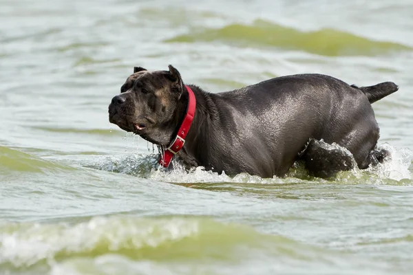 Italian Cane Corso Dog Runs Water Hot Summer Day — Stock Photo, Image
