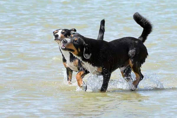 Two Bernese Mountain Dogs Run Coast Summer Day — Stock Photo, Image