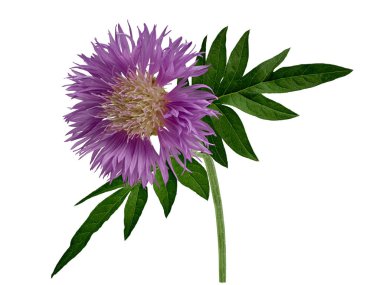 Yeşil saplı parlak mor Karanfil