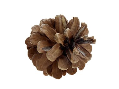 Beyaz arkaplanda çam kozalağı izole