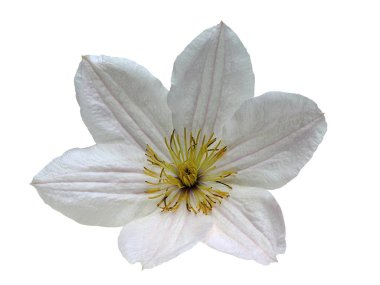 Closeup akasma çiçek izole