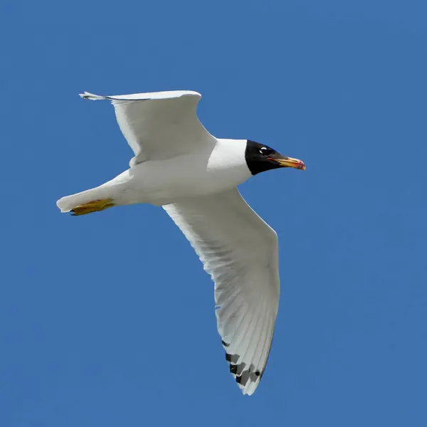 Gabbiano Bianco Volo Contro Cielo Blu — Foto Stock