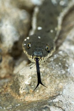 Su yılanı deniz kıyısına bir yaz gününde