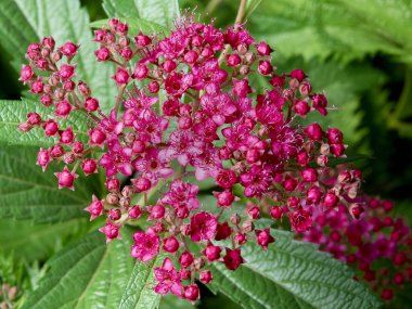 Bahçedeki erkeçsakalı japonica yakın çekim 