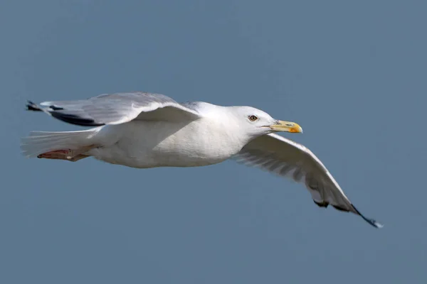 Weiße Möwe Flug Vor Blauem Himmel — Stockfoto