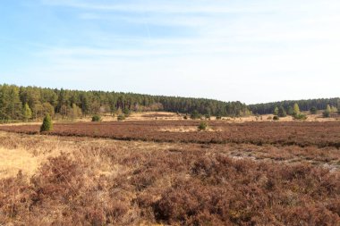 Araziler panorama ve ağaçlar Luneburg Heath Undeloh ve Wilsede, Almanya