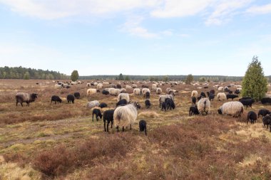 Flock moorland koyun Heidschnucke genç Kuzuların Luneburg Heath Undeloh ve Wilsede, Almanya