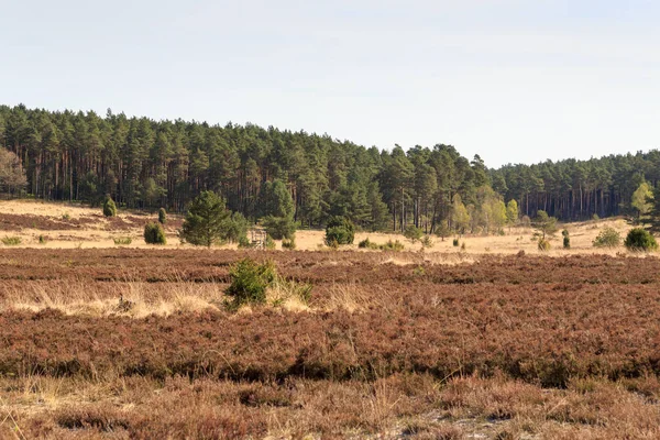 Heidepanorama Und Bäume Der Lüneburger Heide Bei Undeloh Und Wilsede — Stockfoto