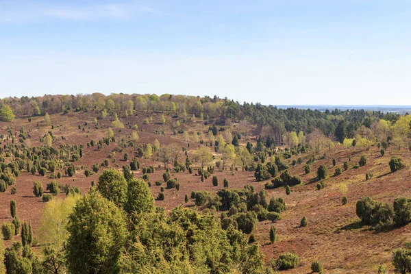 Heidepanorama Blick Zum Becken Totengrund Der Lüneburger Heide Bei Wilsede — Stockfoto