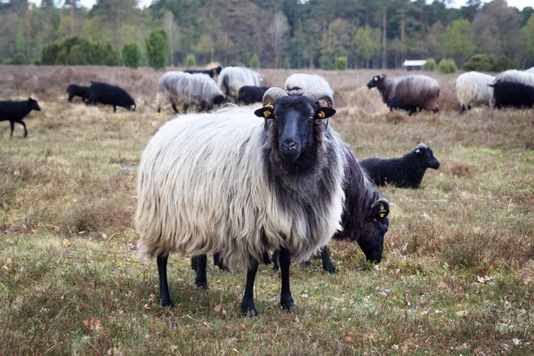 Moorland Owiec Heidschnucke Pustaci Lüneburskiej Pobliżu Undeloh Wilsede Niemcy Obrazek Stockowy