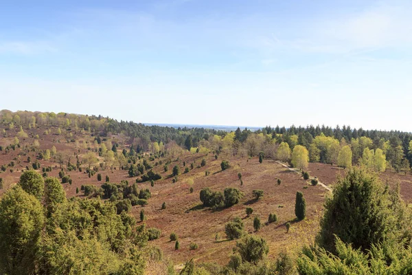 Heidepanorama Blick Zum Becken Totengrund Der Lüneburger Heide Bei Wilsede — Stockfoto