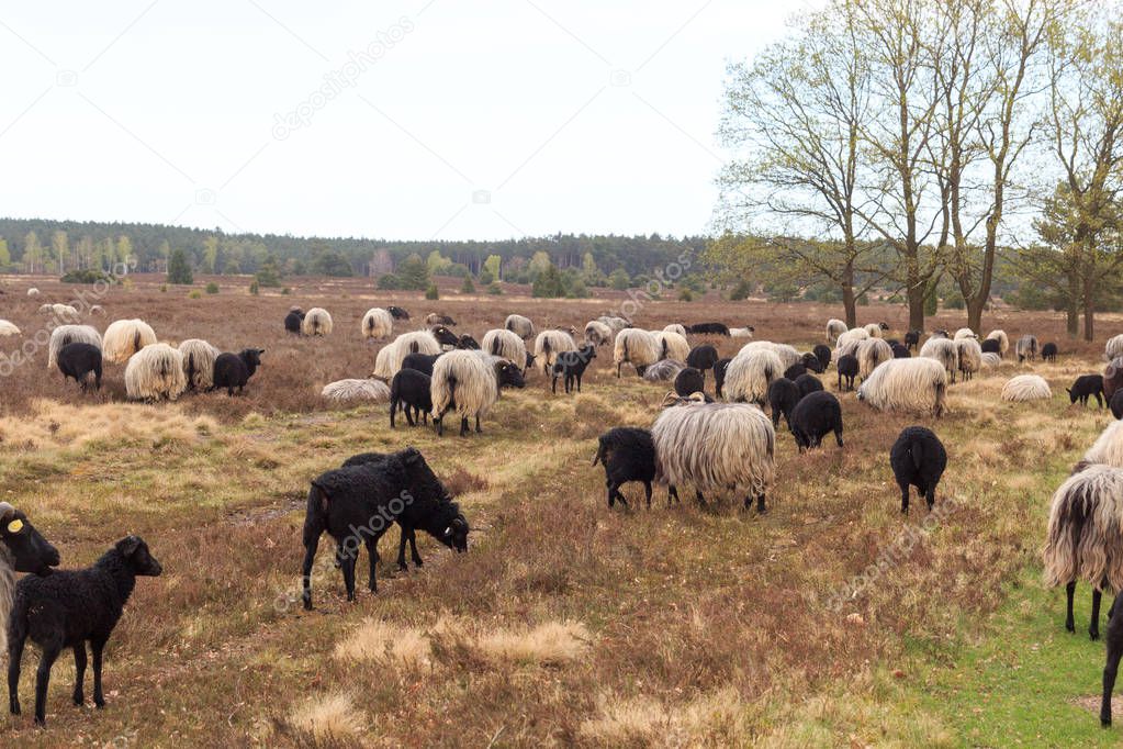 Flock of moorland sheep Heidschnucke with young lambs in Luneburg Heath near Undeloh and Wilsede, Germany