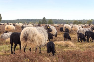 Flock moorland koyun Heidschnucke genç Kuzuların Luneburg Heath Undeloh ve Wilsede, Almanya