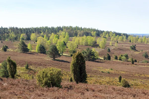 Heidepanorama Vom Wildberg Der Lüneburger Heide Bei Undeloh Deutschland — Stockfoto