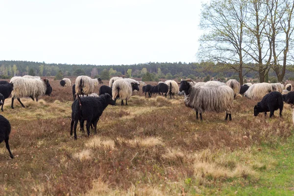 在德国 Undeloh Wilsede 附近的 Luneburg 一群沼羊 Heidschnucke 与幼羊羔在一起 — 图库照片