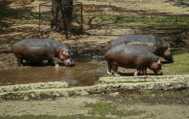 Safari parkında çamurlu zeminde yürüyen sıradan bir Hippopotam sürüsü.