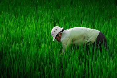 Batı Java / Endonezya - 23 Mayıs 2009: Bandung 'daki yeşil pirinç tarlasının ortasına pirinç eken çiftçinin yakın fotoğrafı