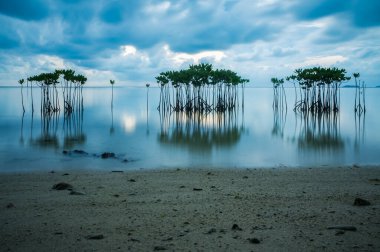 Deniz kıyısındaki Mangrove ağaçları bulutlu bir gökyüzünün altında kumsala yakın. Uzun pozlama fotoğrafı