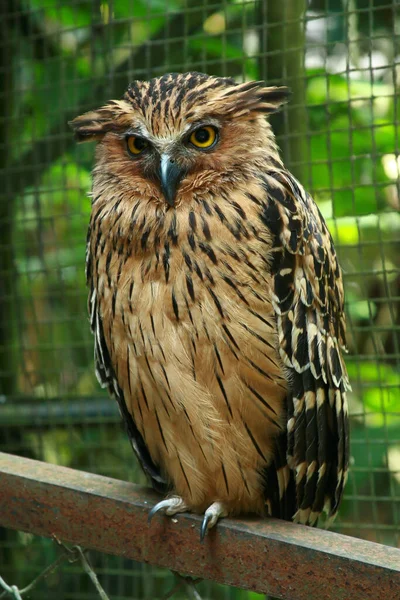 Owl Staring Sharply Eyes Cage Blurry Background — ストック写真