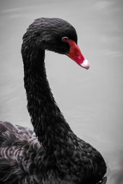 Cygne Noir Cygnus Stratus Flottant Sur Étang Magnifique Cygne Noir — Photo