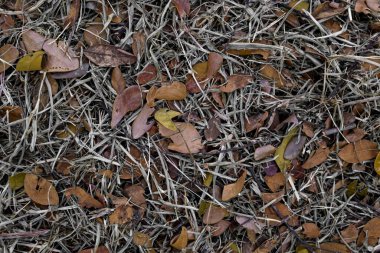 Parktaki yaprakları ve dalları soyut olarak kurula ve fotoğrafı kapat