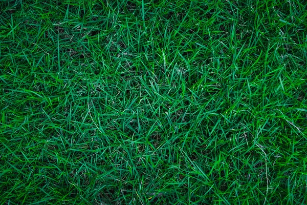 Green Grass Pattern Texture Park Background — Stock Photo, Image