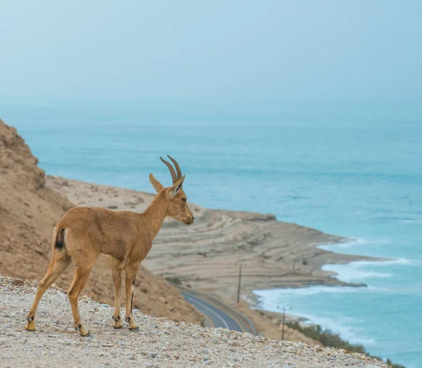 Opiniones Ibex Mar Muerto Desde Arriba Cerca Reserva Natural Ein — Foto de Stock