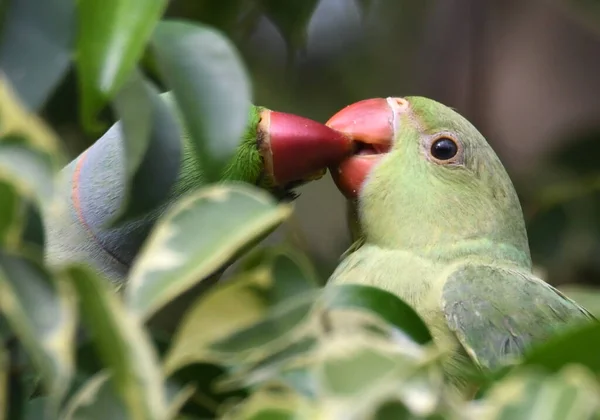 Rose Ringed Parakeet Male Feeding Female — Stock Photo, Image