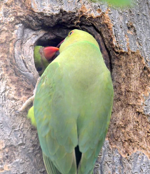 Mother Rose Ringed Parakee Feeds Her Chiks — Stock Photo, Image