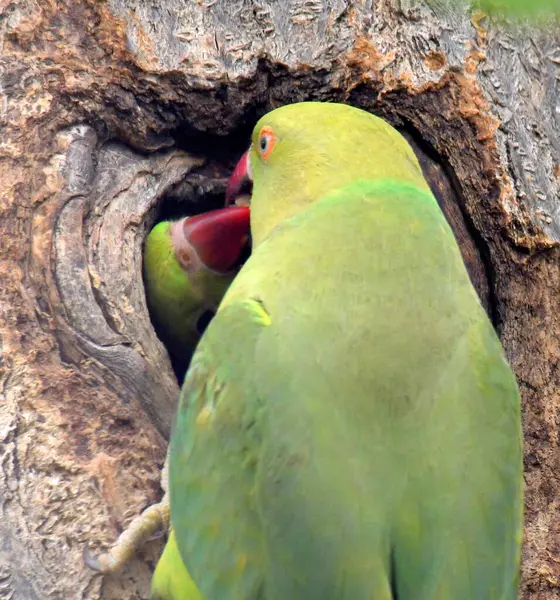 Rose Ringed Parakeet Mother Feeds Her Chiks — Stock Photo, Image