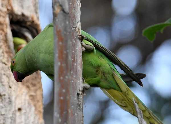 Rose Ringed Parakeet Mother Feeding Her Chiks — Stock Photo, Image