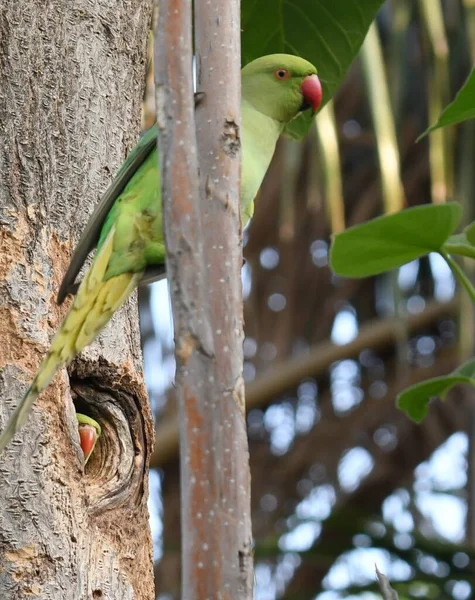 Rose Ringed Parakeet Mother Feeding Her Chiks — Stock Photo, Image